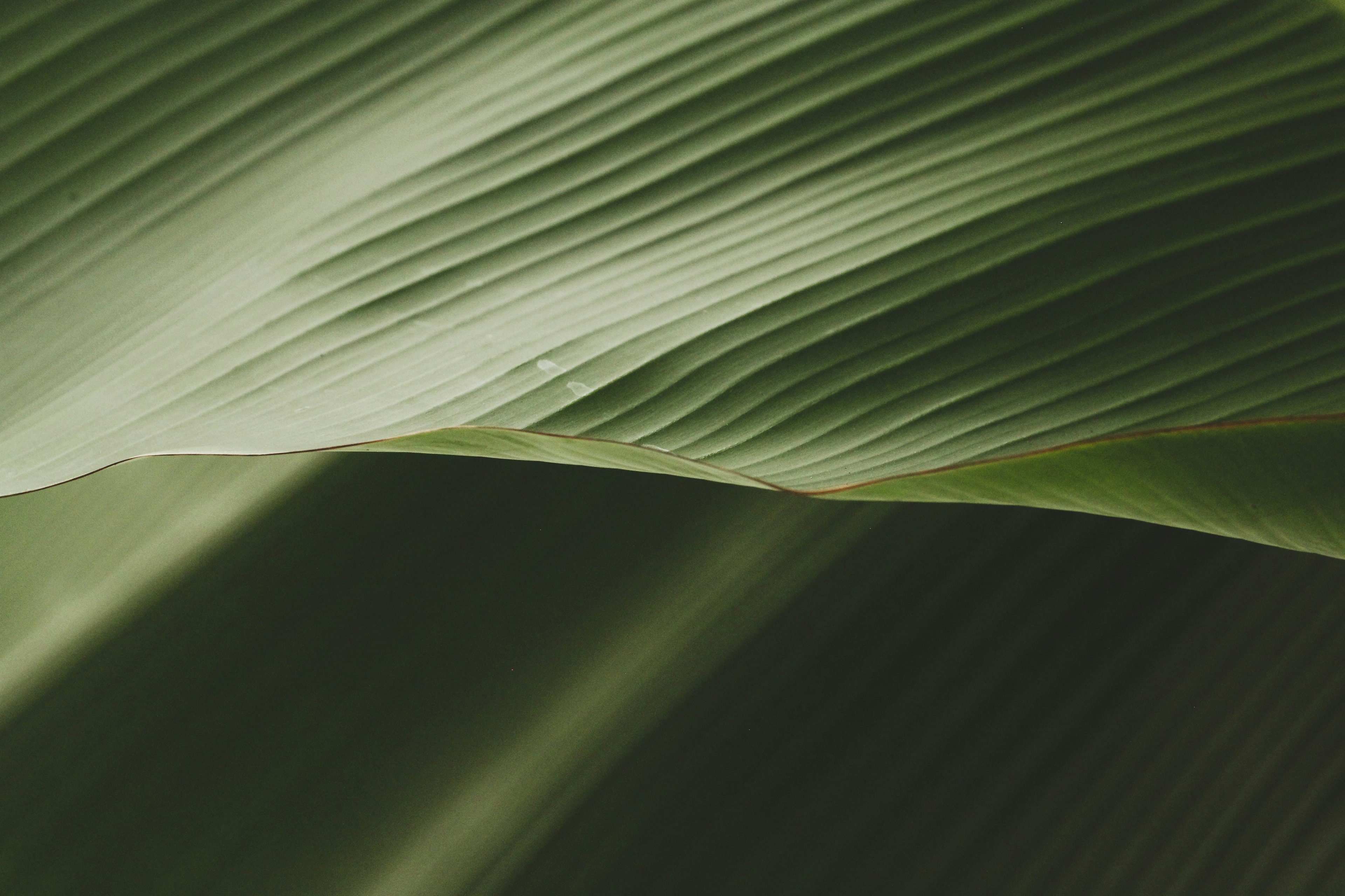 Banana leaf closeup