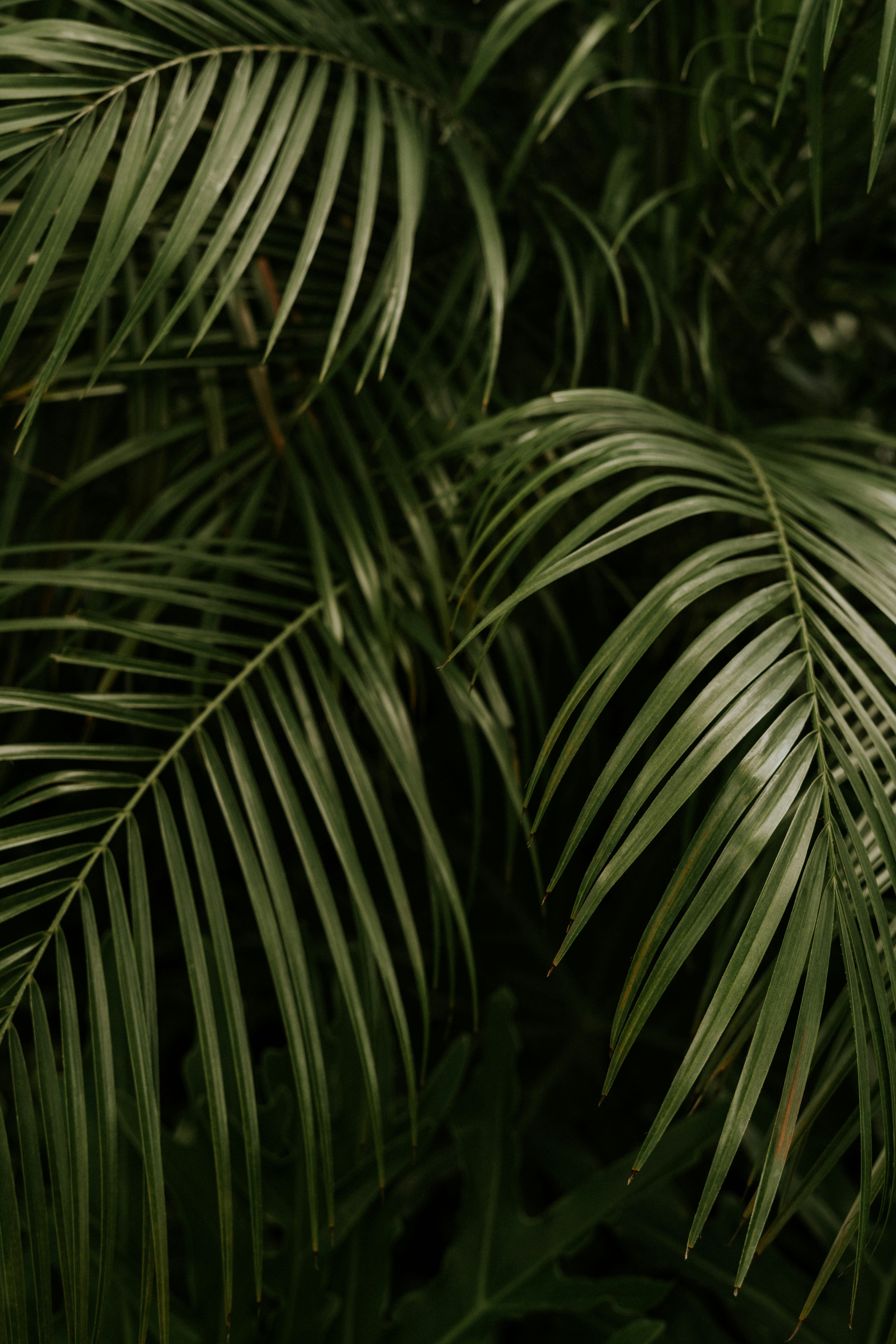 Dark palm fronds closeup